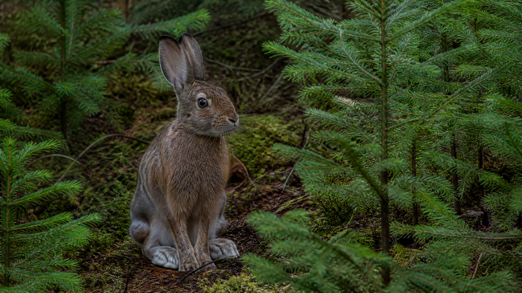 Snowshoe Hare Hunting in Oregon's Cascades and Blue Mountains: Tactics for the Season's Best Small Game